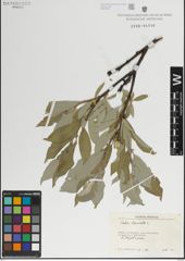 Foto von Salix lanata L.